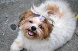 Shih Tzu Temperament: Find Out Shih Tzu’s Natural Disposition