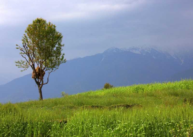 Slow Travel And Not Paragliding In Bir