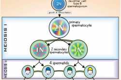 Spermatogenesis - Male Reproduction - Developmental biology