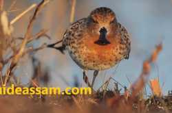 Spoon-billed Sandpiper has been twice recorded from Assam