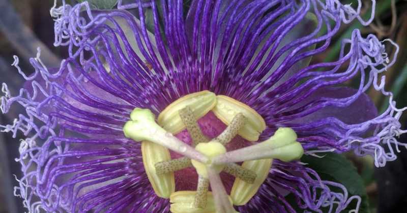 Stirring It Up With The Passion Flower