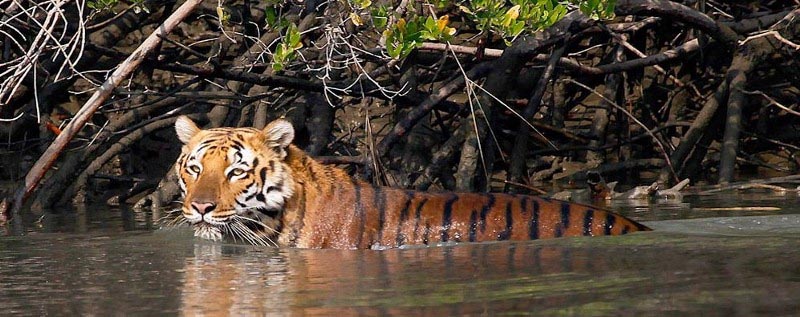 Sunderban National Park - Everything You Need To Know - Shoe Bytes