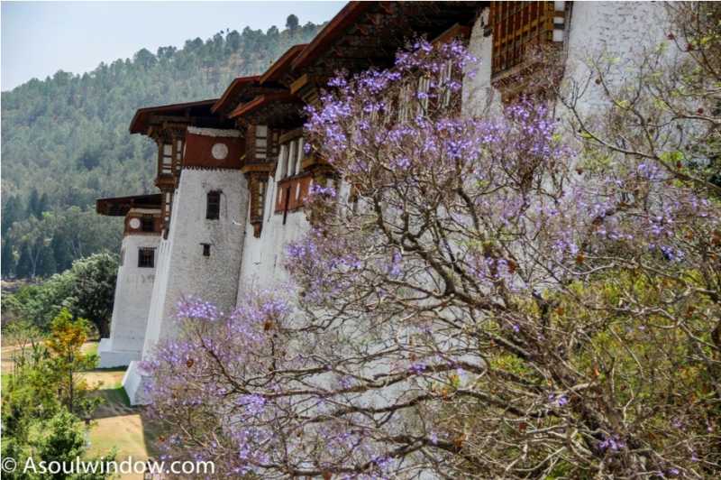 TOP PLACES TO SEE NEAR PUNAKHA DZONG AKA PUNGTANG DEWA CHHENBI PHODRANG & DOCHULA PASS - OFFBEAT BHUTAN