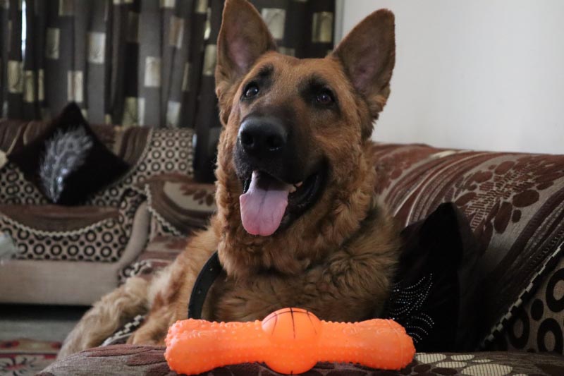 Teaching My Aggressive Dog To Walk - FINIX POST