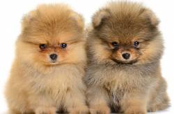 Teddy Bear Puppies - All You Need to Know About Them
