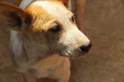 The Balloon Superheroes