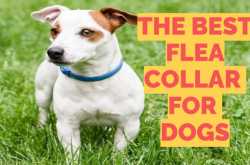 The Best Flea Collar For Dogs - Top Choices & Guide (2020) | MrsDoggie