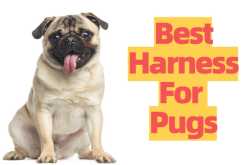 The Best Harness for Pugs - REVIEW & GUIDE (2020) | MrsDoggie