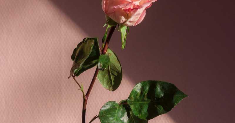 The Blind Kiss - A Poem 