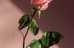 The Blind Kiss - A Poem 