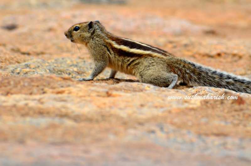 The Chipmonk Fort Of Karnataka