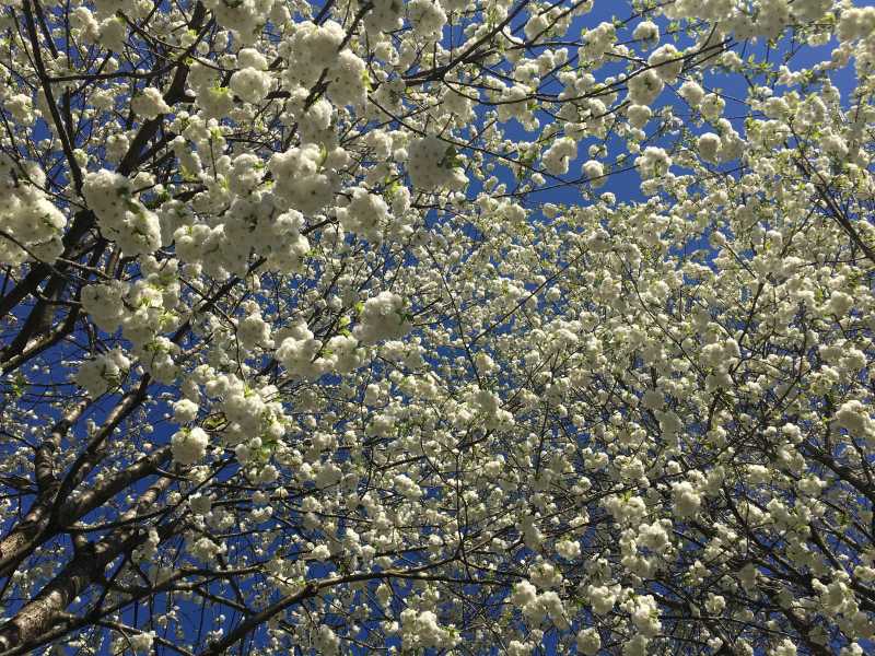 The Earth Laughs In Flowers