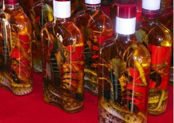 The Fascinating Case Of Bottled Critters In Laos-Snake Wine