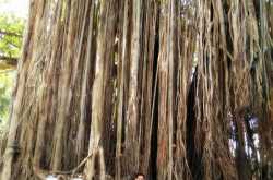 The Great Banyan Story