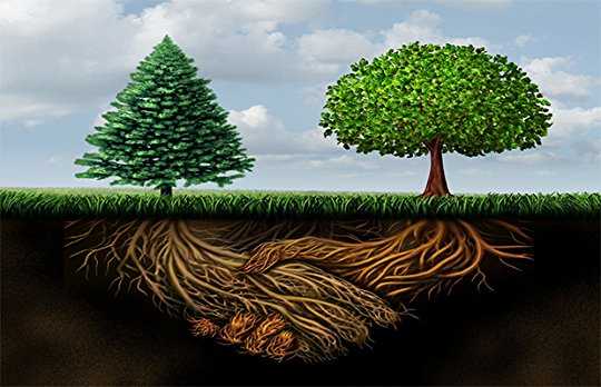 The Hidden Life Of Trees: What They Feel, How They Communicate - Discoveries From A Secret World- Book 20 Review