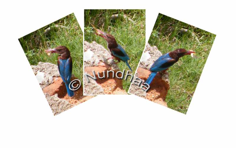 The Kingfisher Album 1