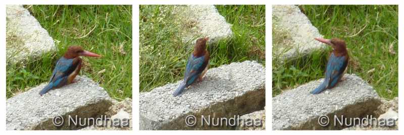 The Kingfisher Album 2