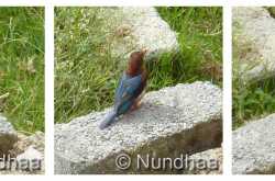 The Kingfisher Album 2