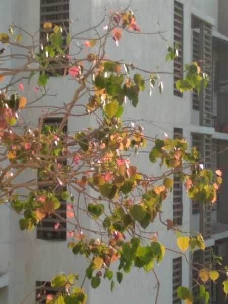 The Leaves’ Rebellion