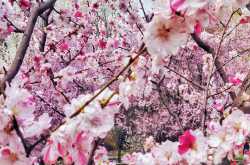 The Little Things | Cherry Blossoms | Travel Photography