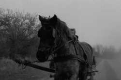 The Opening Shot of The Turin Horse : Poetry on Celluloid » Prabhat Rayal