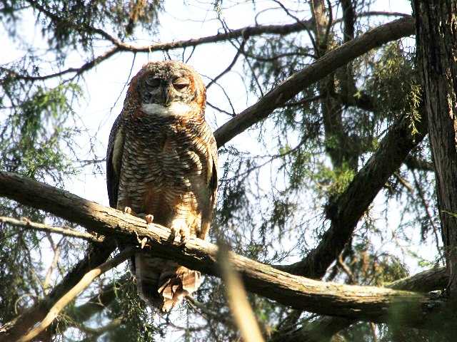 The Short-Nosed Beauties Around Us