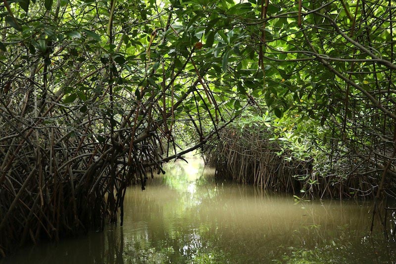 The Mangroves Of Pichavaram - Itchy Feet