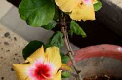 Three Yellow Hibiscus in My Balcony Garden - i Share %