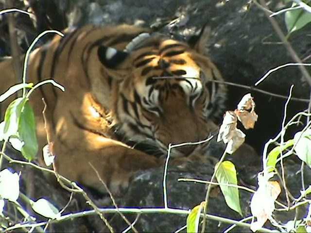 Tiger Conservation And Locals - PAs - A Paradigm Shift!