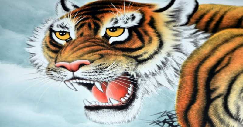 Tiger Tales From Ranthambore || Ustad (T-24) - The Tragic Hero