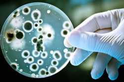 To Study of Drug Resistance In Bacteria Using Antibiotics - Biothix.com
