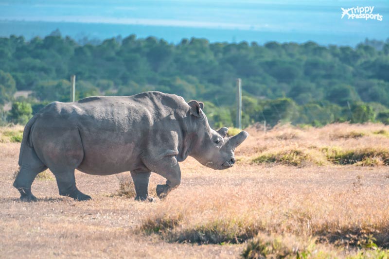 To Sudan, With Love : The Last Male Northern White Rhino On Earth Dies