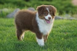 Toy Australian Shepherd: A Sweet Dog That You Will Love!
