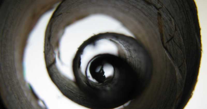 Tree  Blooms Even When U Shave It