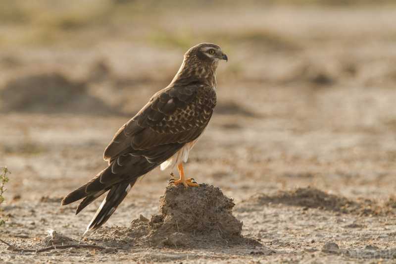 Trip Report : Tal Chapar - Bikaner 2016 [Part 1]