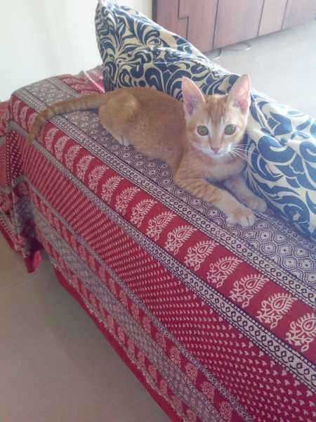 Two Beautiful Kittens Up For Adoption!