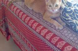 Two beautiful kittens up for adoption!