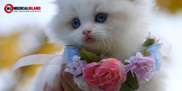 Types Of Ways A Cat Can Help You Mentally