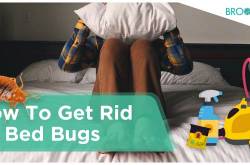 Ultimate Guide on How To Get Rid Of Bed Bugs [MOST POPULAR METHODS]
