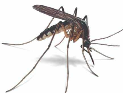 Update On Zika Virus Outbreaks In Jaipur & Bihar States Of India For Upsc Exam [Hindi]