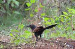 Valley of Birds - A Bird Watching Journey to the Valley School, Off Kanakapura Road, Bangalore