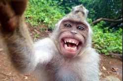 WHY THE MONKEY LAUGHS AT SHODDY RESEARCH AND BAD SCIENTISTS