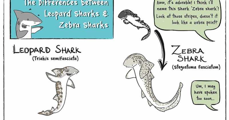 Was That A Leopard Or A Zebra?