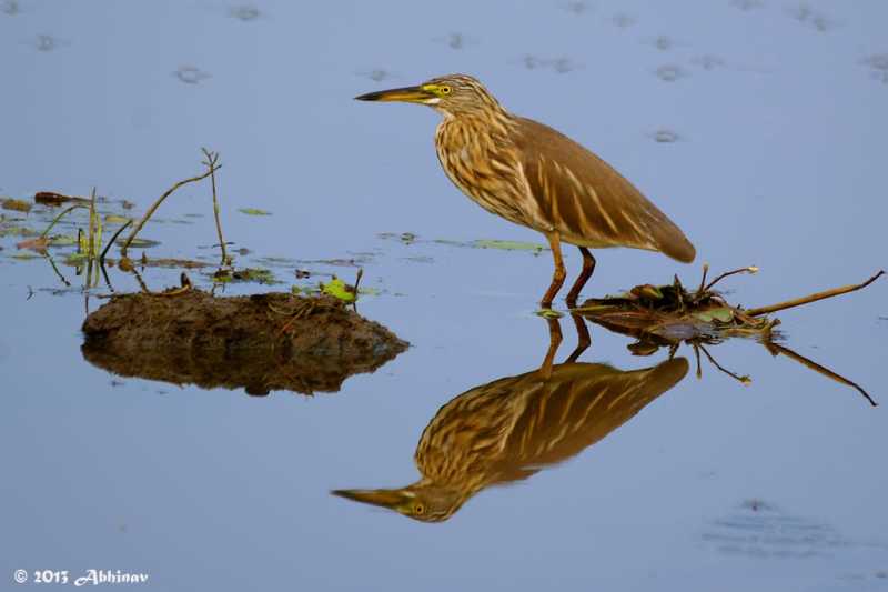 Water Birds From Alappuzha