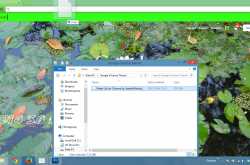 Water Lily Theme for Google Chrome