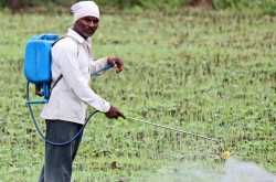 We eat pesticides every day