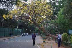 Weekend in Cubbon Park