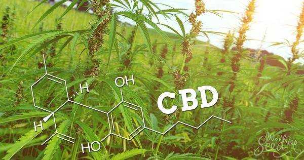 What Does CBD Stand For? Definition, Meaning, And Legality