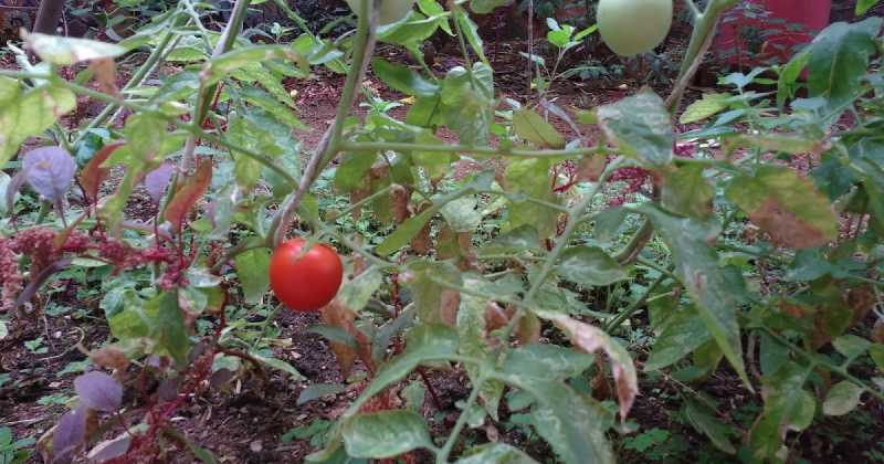 What Did The Tomato Say To The Ketchup?