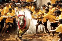 What is Jallikattu and should it be banned ? - Spiritual Science